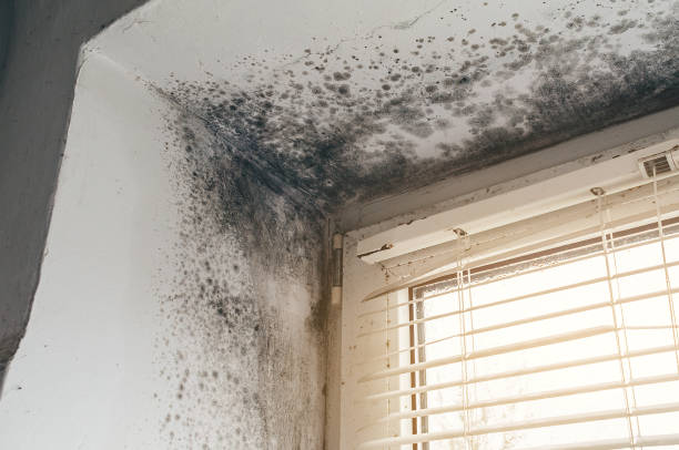 Affordable Mold Cleanup solutions in Geneva, NY